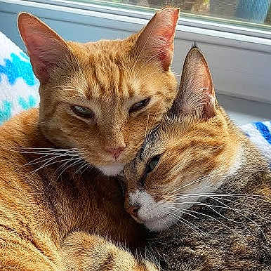 Romeoandjuliet