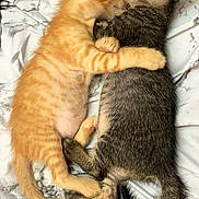 Romeoandjuliet is registered to the contest to win money with this photo: kitten, cat, orange_cat, gray_cat, tabby, sleeping, cuddle, hug, pet, animal, fur, cute, resting, bed, blanket, domestic_cat, two_animals, snuggle, young_cat, companion