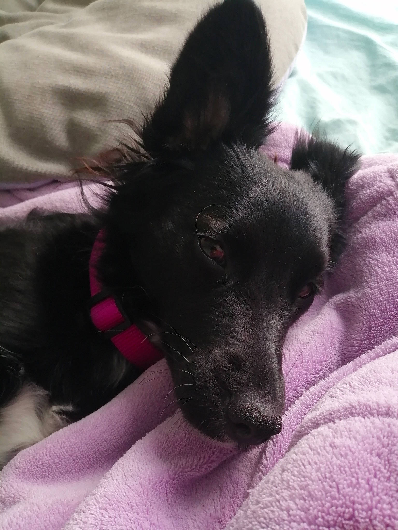 Foxy participe au concours pour gagner de l'argent avec cette photo : canidae, carnivore, dog, dog_breed, ear, mammal, nose, puppy, schipperke, snout, whiskers