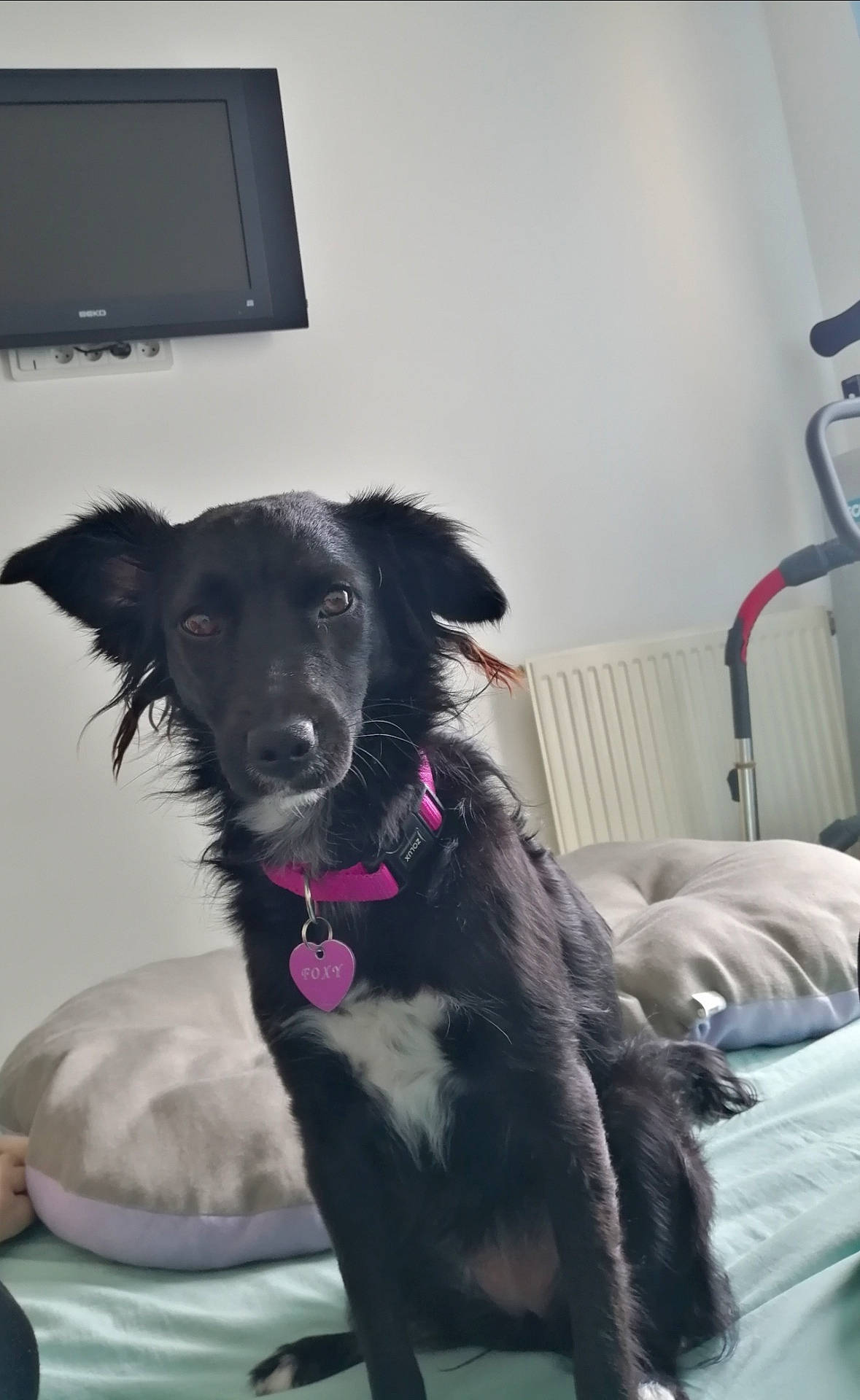 Foxy a rejoint le concours — aidez-le/la à gagner de superbes lots ! borador, border_collie, canidae, carnivore, companion_dog, dog, dog_breed, rare_breed_dog, snout, sporting_group