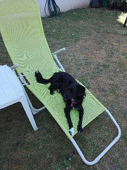 Foxy participe au concours pour gagner de l'argent avec cette photo : canidae, carnivore, dog, dog_breed, grass, green, portuguese_water_dog, sporting_group, tail