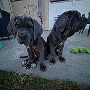 Apollo Aïka a rejoint le concours — aidez-le/la à gagner de superbes lots ! puppies, dogs, outdoor, patio, concrete, grass, toys, animal, pets, young, playful, furniture, umbrella, wall, leash, collar, daytime, two, cute, companions