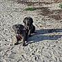 Apollo Aïka a rejoint le concours — aidez-le/la à gagner de superbes lots ! puppies, dogs, beach, sand, footprints, shells, outdoor, sunlight, pets, animals, harness, two_dogs, cute, sitting, nature, daylight, playful, wrinkly, young, canine