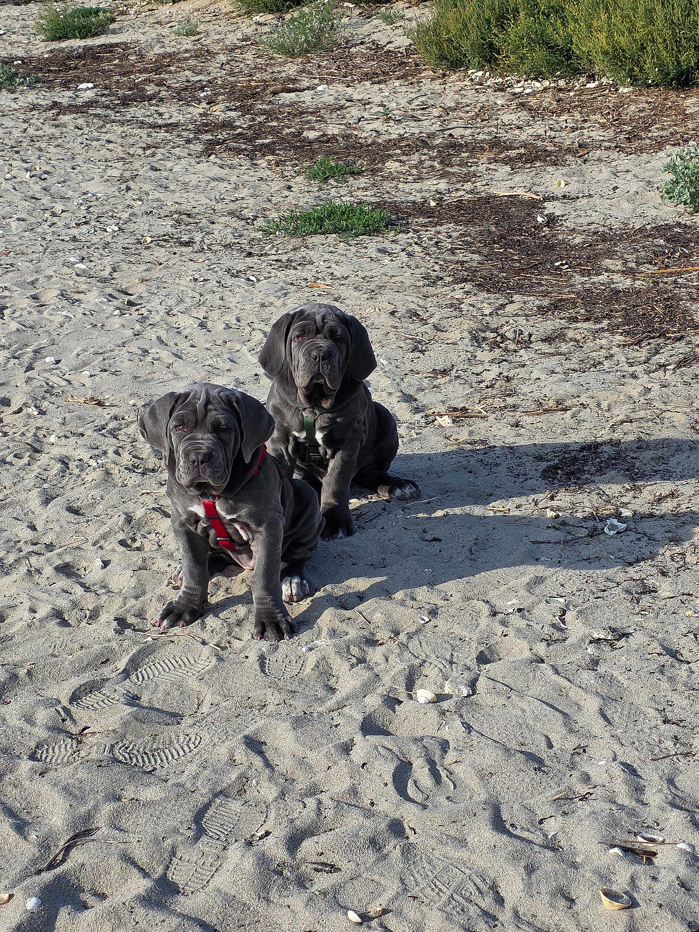 Apollo Aïka a rejoint le concours — aidez-le/la à gagner de superbes lots ! puppies, dogs, beach, sand, footprints, shells, outdoor, sunlight, pets, animals, harness, two_dogs, cute, sitting, nature, daylight, playful, wrinkly, young, canine