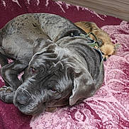 Apollo Aïka a rejoint le concours — aidez-le/la à gagner de superbes lots ! bed, blanket, canine, companion, cozy, dog, floor, fur, harness, indoor, large_dog, maroon, pattern, pet, pink, resting, sleepy, small_dog, snuggling, wood_panel