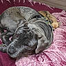 bed, blanket, canine, companion, cozy, dog, floor, fur, harness, indoor, large_dog, maroon, pattern, pet, pink, resting, sleepy, small_dog, snuggling, wood_panel