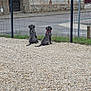 Apollo Aïka a rejoint le concours — aidez-le/la à gagner de superbes lots ! dog, dogs, fence, gravel, street, sidewalk, road, greenery, trees, gate, brick_wall, outdoor, pets, animals, leashes, quiet, daytime, two_animals, back_view, resting