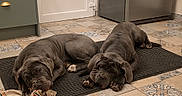 Apollo participe au concours pour gagner de l'argent avec cette photo : animal, canine, chewing, companion, dog, domestic, fabric, floor, gray_dog, indoor, kitchen, large_dog, lying_down, mat, pet, relaxed, resting, tile_floor, two_dogs, wrinkly