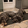Apollo participe au concours pour gagner de l'argent avec cette photo : dog, indoor, floor, mat, kitchen, tile_floor, gray_dog, resting, lying_down, wrinkly, large_dog, pet, canine, relaxed, animal, domestic, companion, two_dogs, fabric, chewing