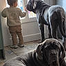 Apollo a rejoint le concours — aidez-le/la à gagner de superbes lots ! toddler, child, dog, large_dog, indoor, window, door, tile_floor, light, curious, pet, animal, interaction, floor, clothing, sweater, shoes, gray_dog, relaxing, companion