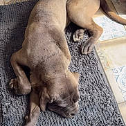 Apollo participe au concours pour gagner de l'argent avec cette photo : animal, brown_fur, canine, cozy, dog, flooring, home_interior, indoor, large_dog, paw, peaceful, pet, quiet, relaxed, resting, rug, sleeping, sunlight, texture, tile_floor