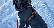 Apollo a rejoint le concours — aidez-le/la à gagner de superbes lots ! dog, snow, leash, harness, outdoor, winter, residential_area, house, tire_tracks, pet, canine, cold_weather, sitting, black_dog, daylight, nature, sky, trees, fence, walk