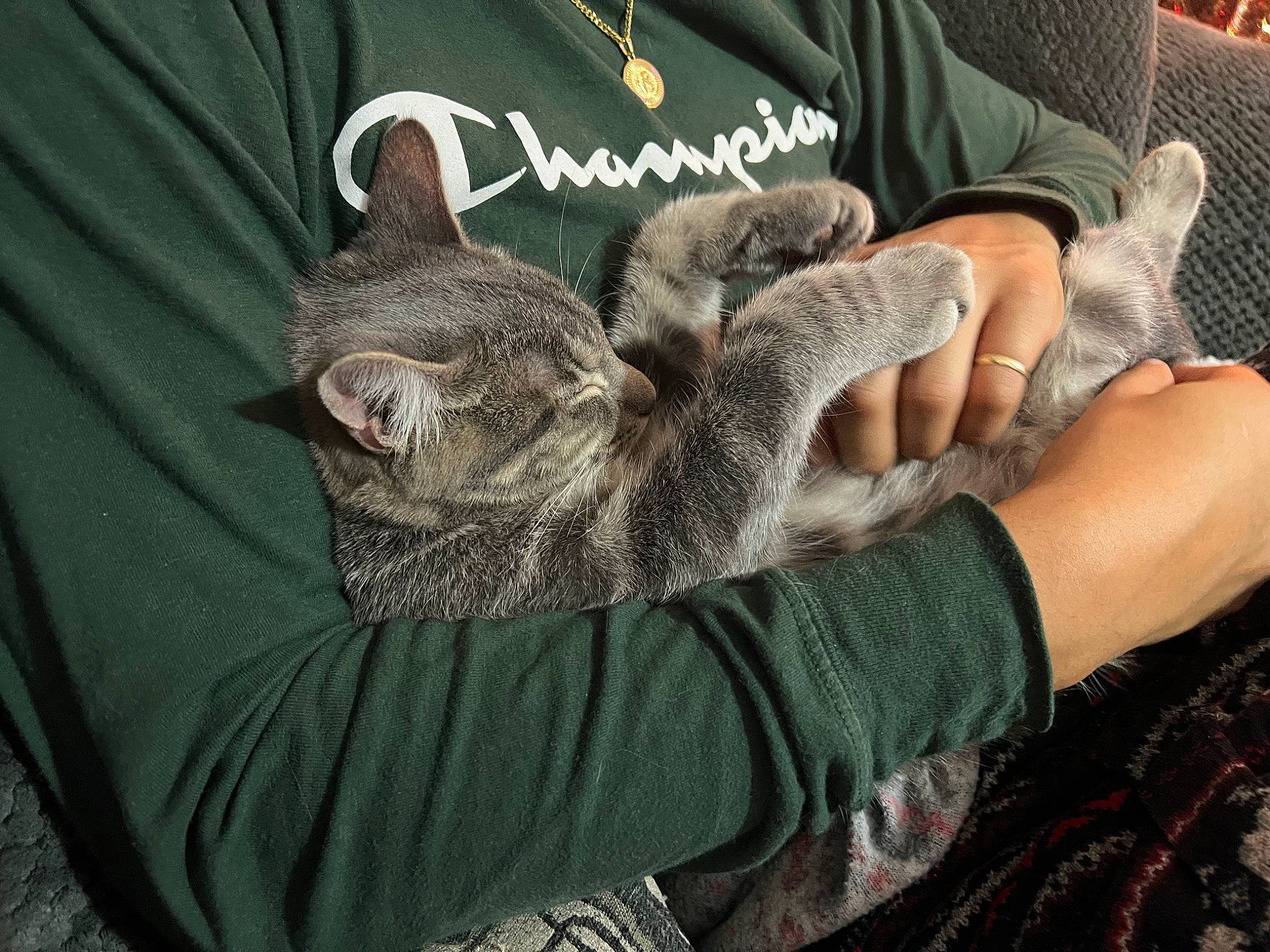 Kimo is registered to the contest to win money with this photo: canidae, carnivore, cat, claw, comfort, domestic_rabbit, domestic_short_haired_cat, ear, fawn, felidae, fur, gesture, leg, paw, rabbit, rabbits_and_hares, small_to_medium_sized_cats, snout, tail, whiskers