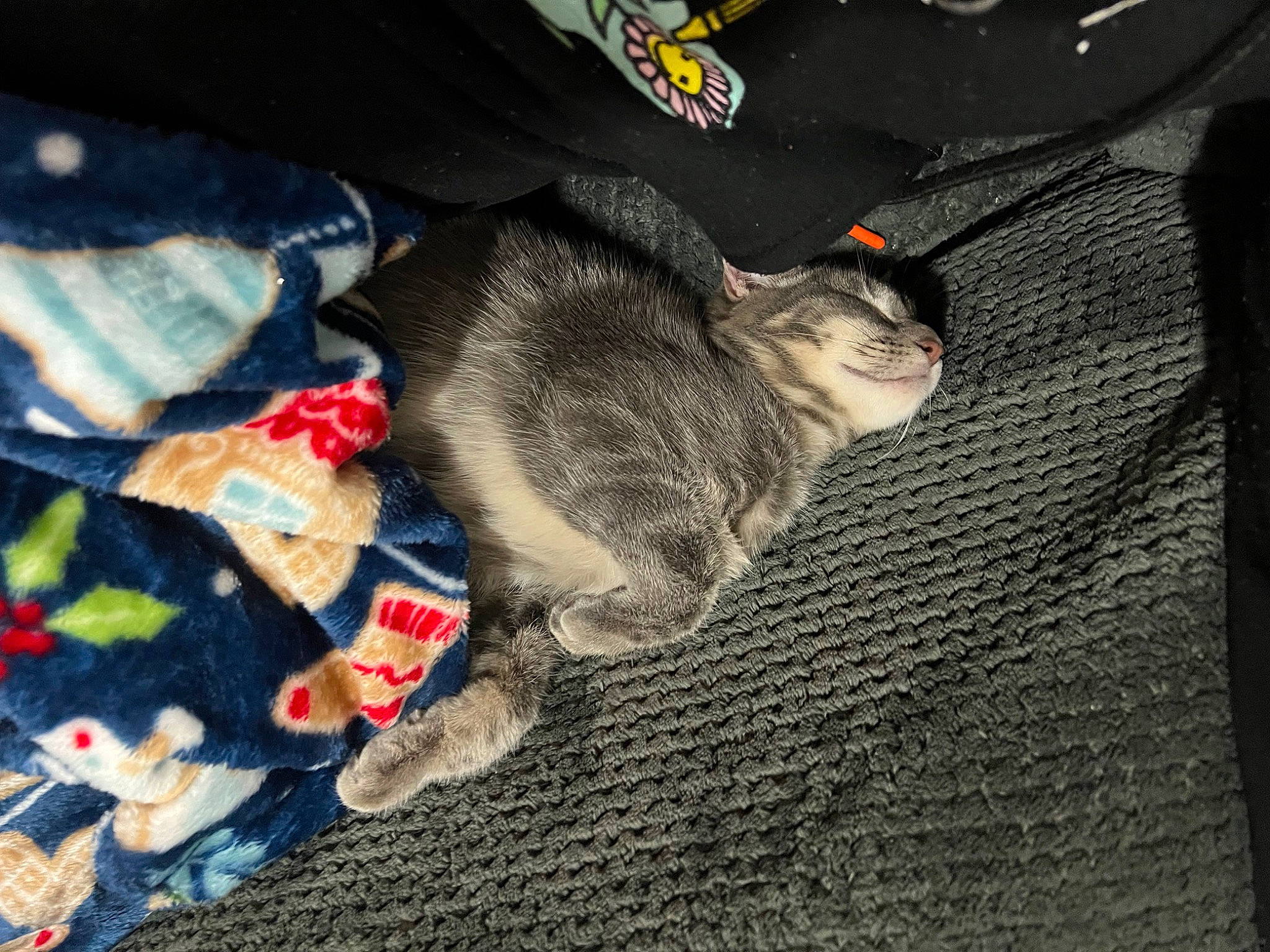 Kimo joined the competition — help win amazing prizes! brown, canidae, carmine, carnivore, cat, comfort, darkness, domestic_short_haired_cat, felidae, fur, grey, linens, paw, sleeve, small_to_medium_sized_cats, tail, textile, tree, whiskers, wood