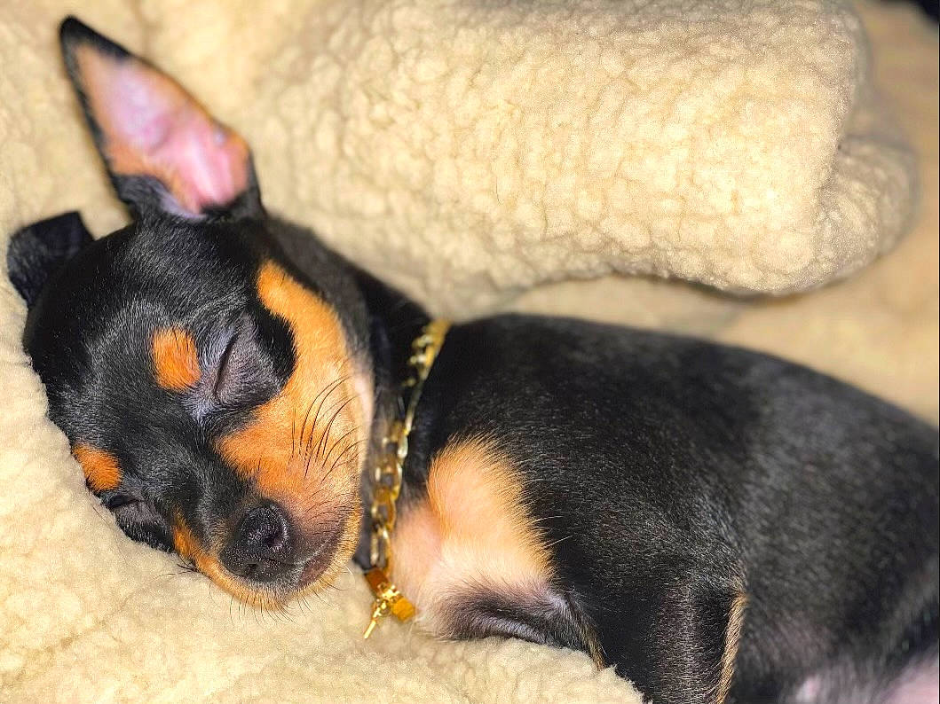 Gianna is registered to the contest to win money with this photo: canidae, carnivore, comfort, companion_dog, dog, dog_breed, ear, fawn, fur, nail, paw, puppy, small_terrier, snout, sporting_group, terrestrial_animal, toy_dog, whiskers, working_animal, working_dog