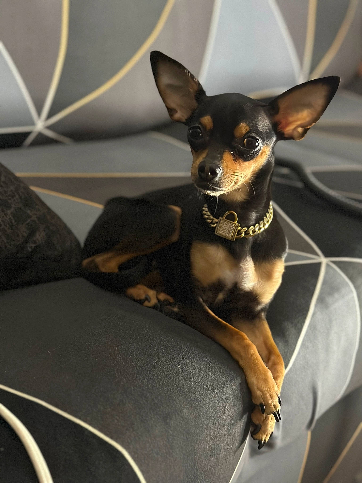 Gianna is registered to the contest to win money with this photo: canidae, carnivore, comfort, companion_dog, dog, dog_breed, ear, fawn, fur, head, prazsky_krysarik, snout, sporting_group, terrestrial_animal, toy_dog, whiskers, windshield, working_animal