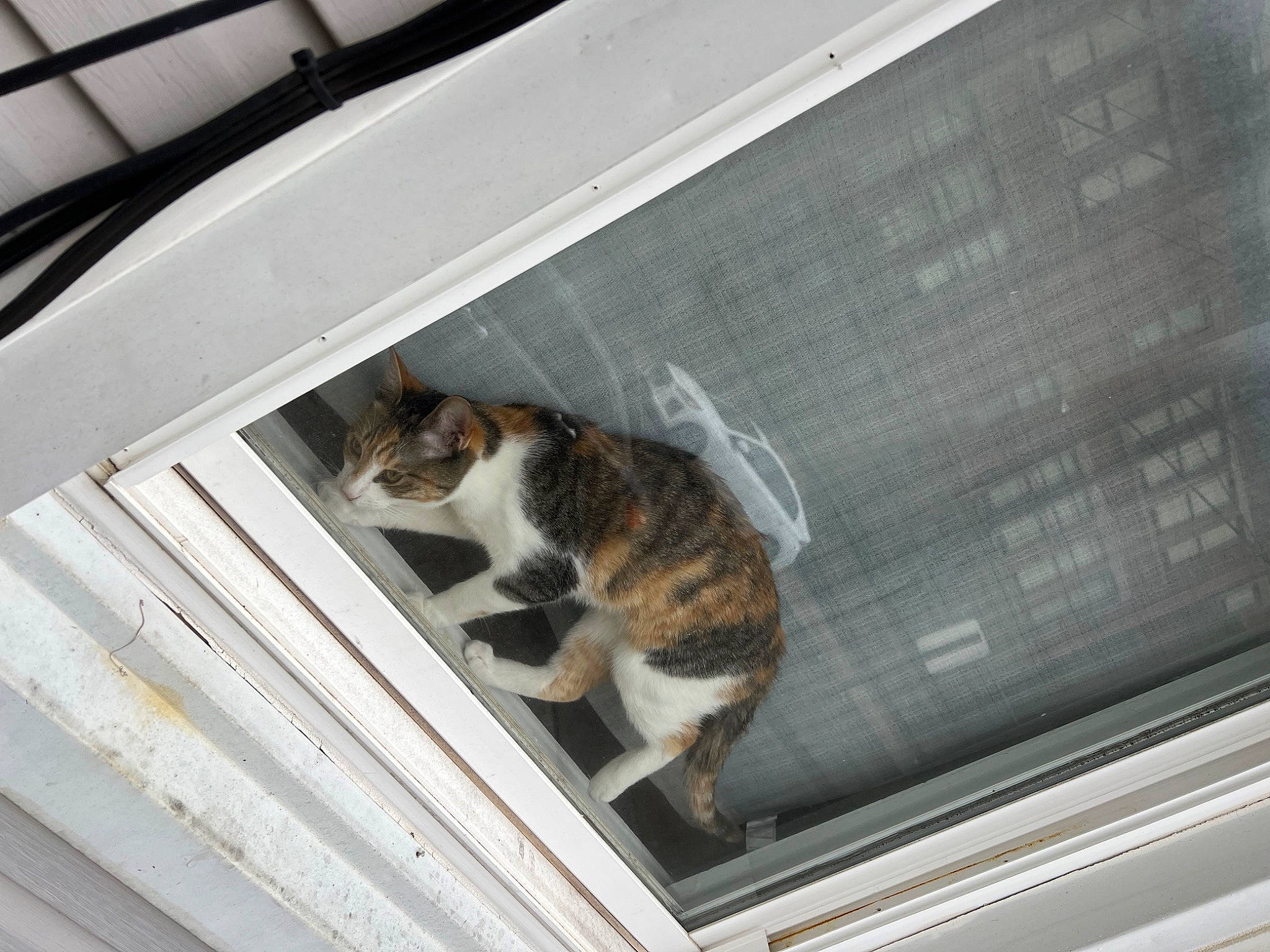 Autumn is registered to the contest to win money with this photo: auto_part, automotive_exterior, automotive_lighting, automotive_window_part, carnivore, cat, domestic_short_haired_cat, felidae, fur, motor_vehicle, small_to_medium_sized_cats, tail, vehicle_door, whiskers, window, windshield, wood