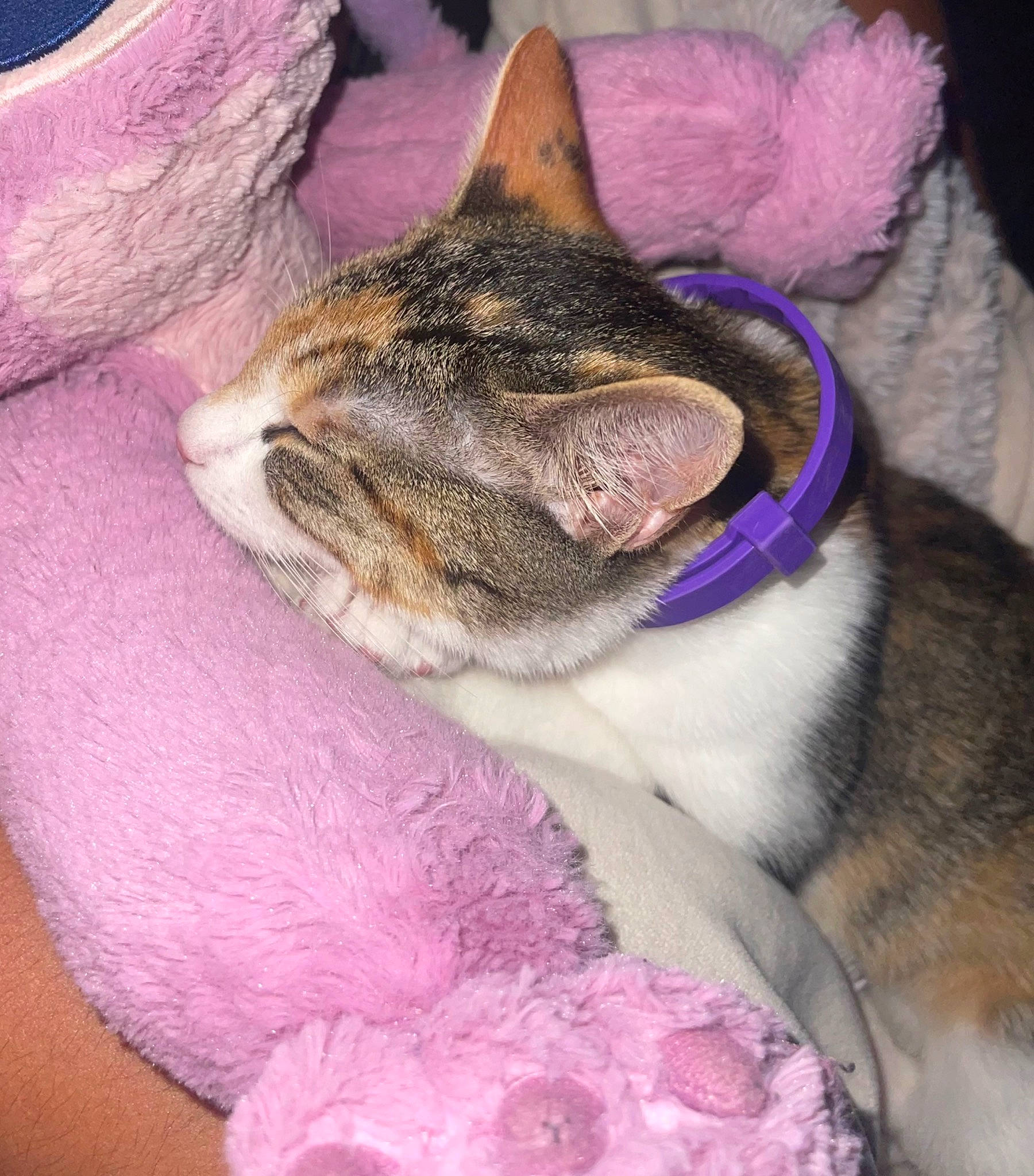 Autumn is registered to the contest to win money with this photo: carnivore, cat, comfort, domestic_short_haired_cat, ear, event, fawn, felidae, fur, grass, lap, magenta, paw, pink, plant, purple, small_to_medium_sized_cats, snout, tail, whiskers