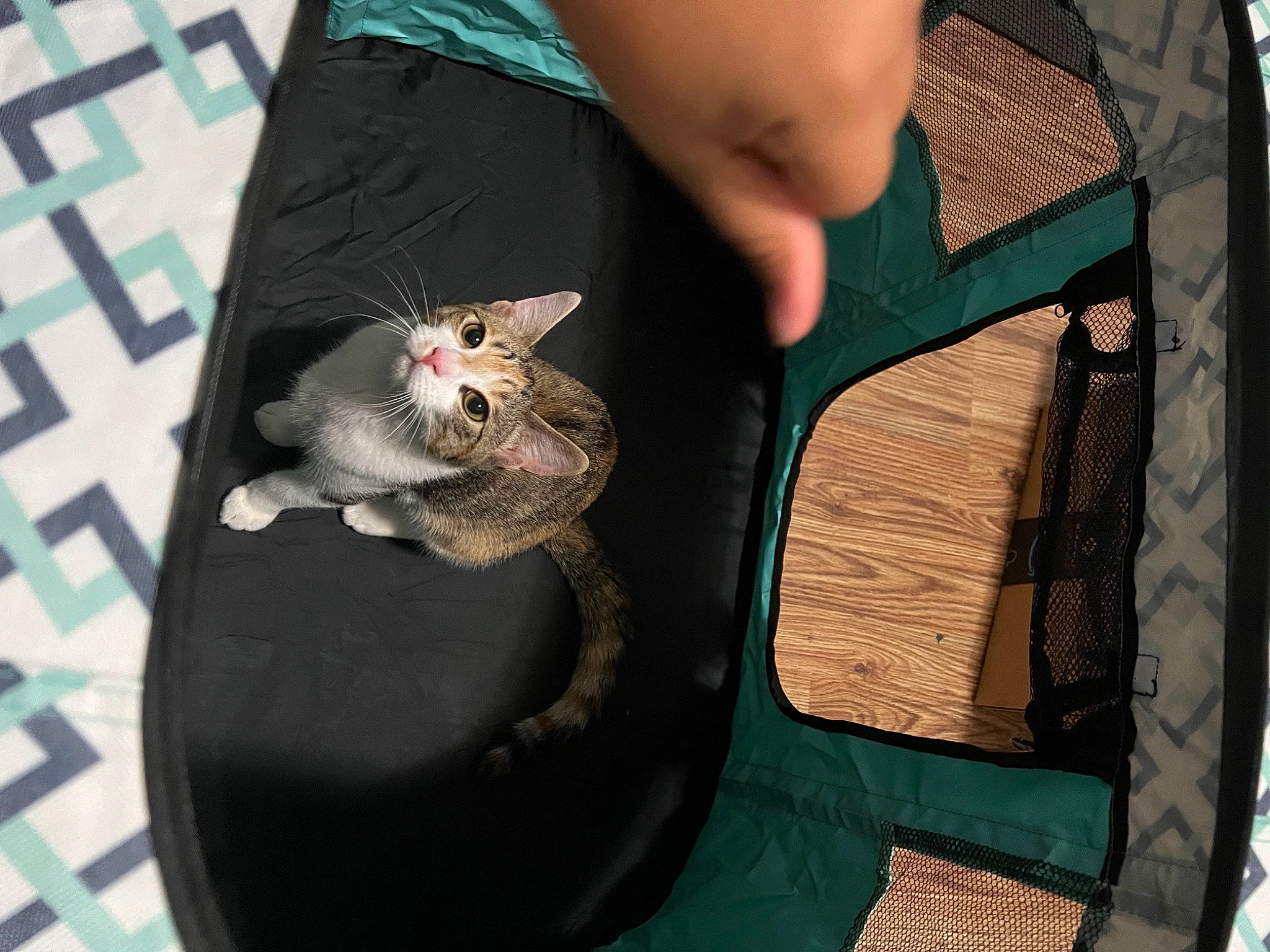 Autumn joined the competition — help win amazing prizes! claw, denim, domestic_short_haired_cat, fashion_accessory, felidae, finger, foot, fur, hamster, hand, human_leg, nail, pattern, paw, pocket, rodent, small_to_medium_sized_cats, tail, whiskers, wrist