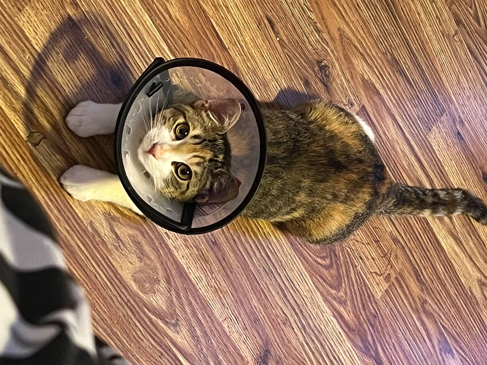 Autumn is registered to the contest to win money with this photo: brown, carnivore, cat, circle, comfort, domestic_short_haired_cat, felidae, fur, grey, hardwood, metal, small_to_medium_sized_cats, tail, whiskers, wood