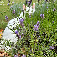 Bounty a rejoint le concours — aidez-le/la à gagner de superbes lots ! cat, white_cat, lavender, flowers, greenery, garden, plants, nature, outdoor, hiding, bush, fur, ears, stems, leaves, summer, closeup, background_blur, wildlife, pet