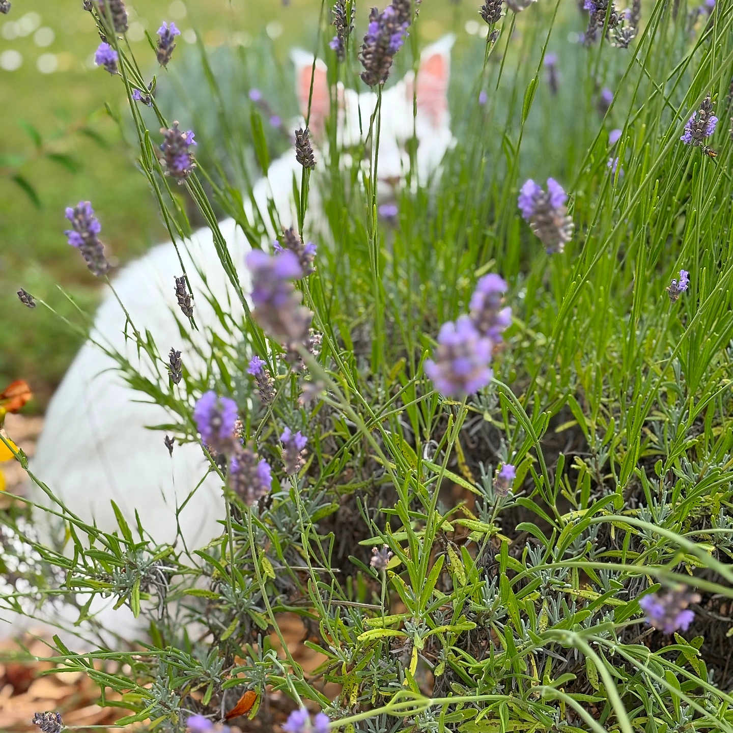 Bounty a rejoint le concours — aidez-le/la à gagner de superbes lots ! background_blur, bush, cat, closeup, ears, flowers, fur, garden, greenery, hiding, lavender, leaves, nature, outdoor, pet, plants, stems, summer, white_cat, wildlife