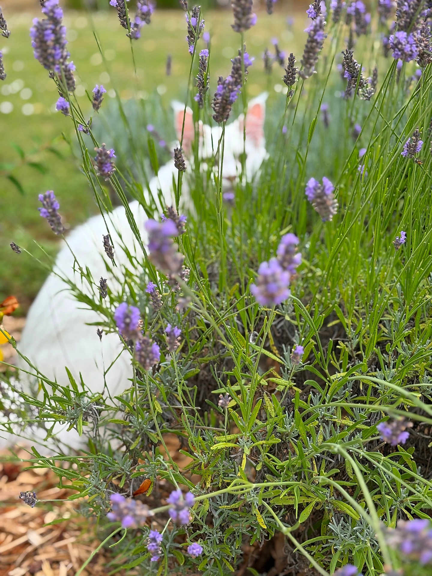 Bounty a rejoint le concours — aidez-le/la à gagner de superbes lots ! cat, white_cat, lavender, flowers, greenery, garden, plants, nature, outdoor, hiding, bush, fur, ears, stems, leaves, summer, closeup, background_blur, wildlife, pet