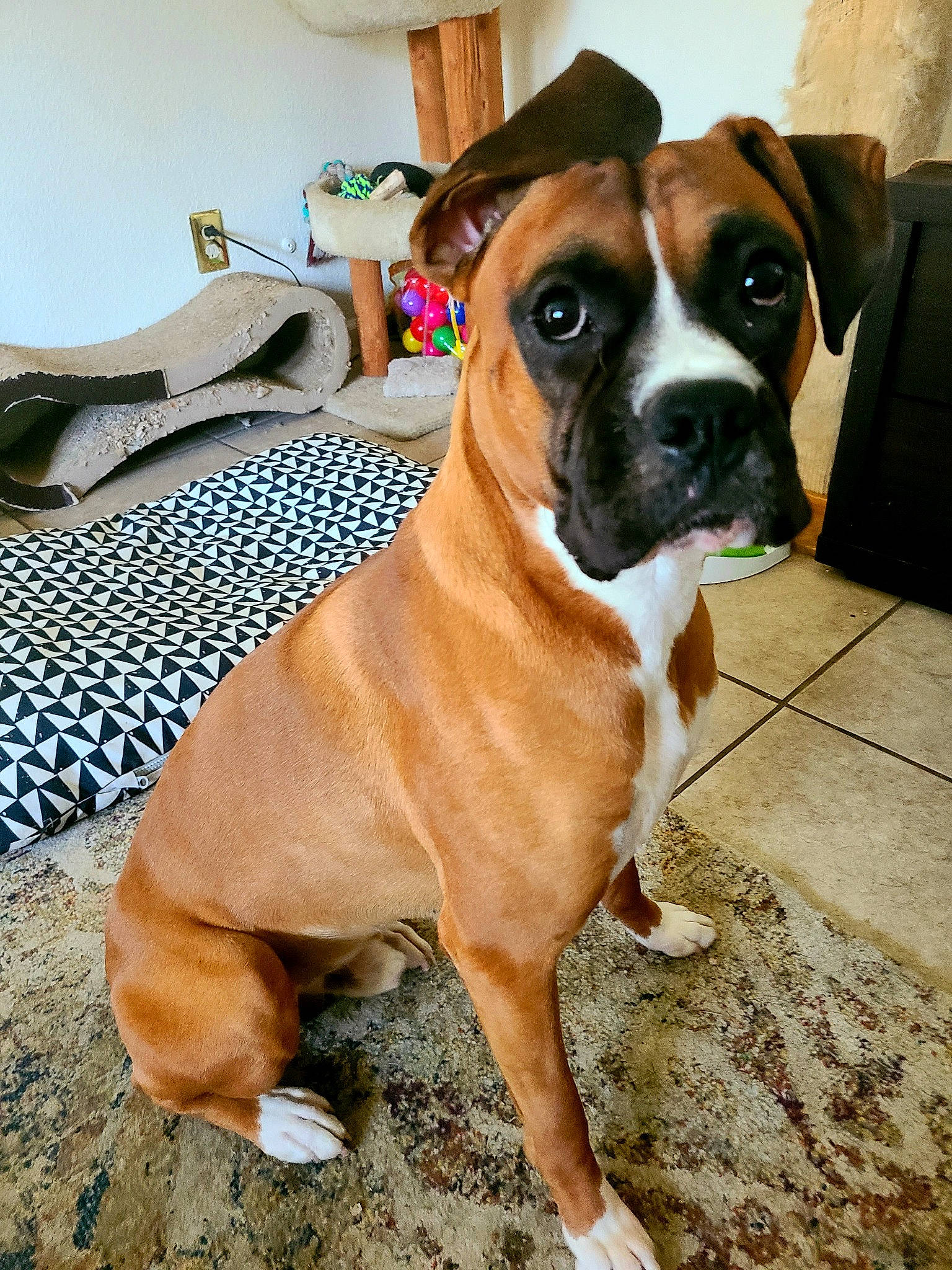 Creed joined the competition — help win amazing prizes! bored, boxer, canidae, carnivore, collar, companion_dog, dog, dog_breed, dog_collar, dog_supply, ear, fawn, liver, pet_supply, snout, sporting_group, whiskers, window, working_animal, working_dog