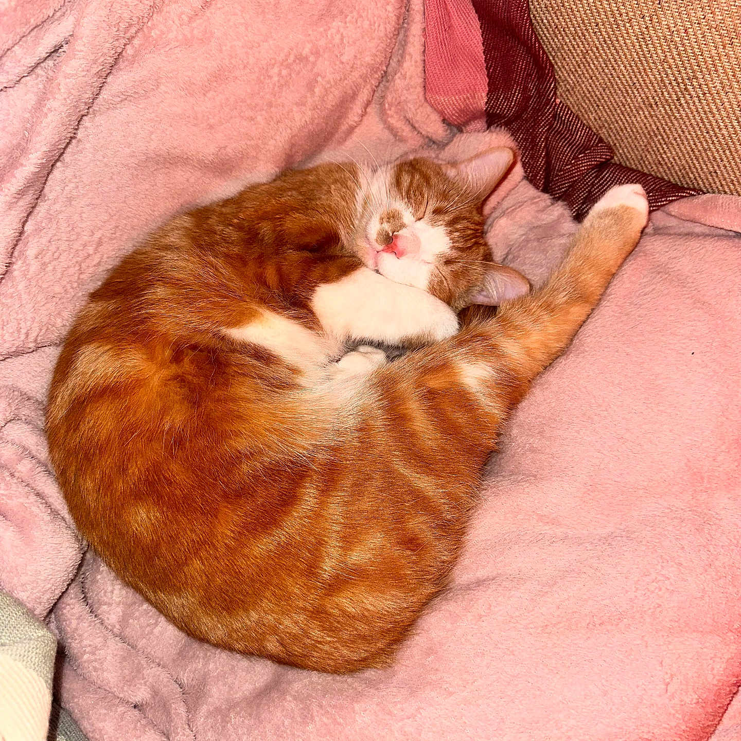 Sunny is registered to the contest to win money with this photo: animal, blanket, cat, comfortable, cozy, curled_up, cute, domestic_animal, feline, fur, indoor, orange_cat, pet, pink_blanket, relaxing, resting, sleeping_cat, soft_texture, warm, white_cat