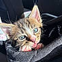 Rogue joined the competition — help win amazing prizes! adorable, animal, bag, blue_eyes, cat, close_up, cute, feline, fur, indoor, kitten, paws, pet, playful, small, sunlight, texture, tongue_out, whiskers, young