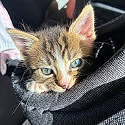 Rogue is registered to the contest to win money with this photo: animal, blue_eyes, cat, close_up, cute, fabric, face, fur, indoor, kitten, pet, pouch, resting, small, soft_light, sunlight, tabby, texture, whiskers, young