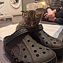 Rogue is registered to the contest to win money with this photo: animal, background, cat, crocs, curious, domestic, floor, footwear, grey_floor, hands, household, indoor, kitten, laundry_machine, light, person, pet, sitting, small_animal, striped_clothing