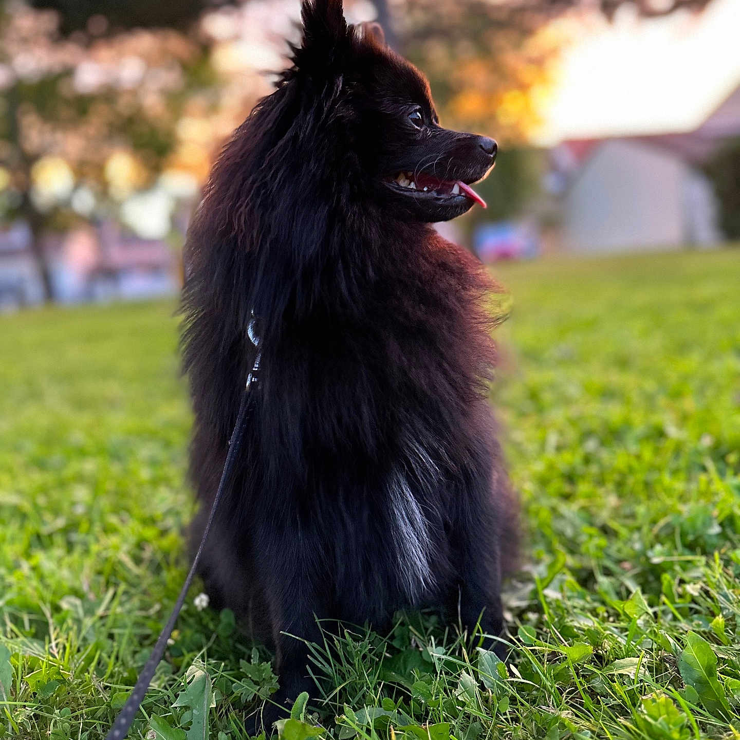 Obi a rejoint le concours — aidez-le/la à gagner de superbes lots ! accessories, animal, canine, cat, dog, eskimodog, field, grass, grassland, lawn, leash, nature, outdoors, pet, plant, puppy, strap, tree, vegetation, yard