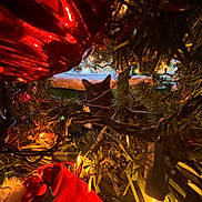 Gizmo is registered to the contest to win money with this photo: cat, black_cat, christmas_tree, christmas_lights, ornament, red_ornament, holiday, festive, greenery, twinkling_lights, decorations, peeking_cat, hidden, branches, closeup, indoors, festive_decor, holiday_season, curious_cat, nature_indoor