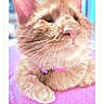 Tonka is registered to the contest to win money with this photo: cat, orange_cat, close_up, fluffy, pet, collar, resting, pink_surface, feline, domestic_animal, cute, whiskers, ears, sleepy, fur, animal, indoor, portrait, relaxed, soft