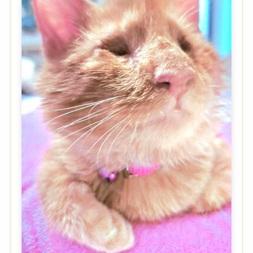 Tonka is registered to the contest to win money with this photo: cat, orange_cat, close_up, fluffy, pet, collar, resting, pink_surface, feline, domestic_animal, cute, whiskers, ears, sleepy, fur, animal, indoor, portrait, relaxed, soft