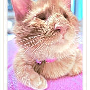 Tanka is registered to the contest to win money with this photo: cat, orange_cat, close_up, pink_collar, fluffy, resting, indoor, pet, feline, whiskers, pink_surface, cute, domestic_cat, soft_fur, relaxed, animal, mammal, portrait, cozy, sleeping