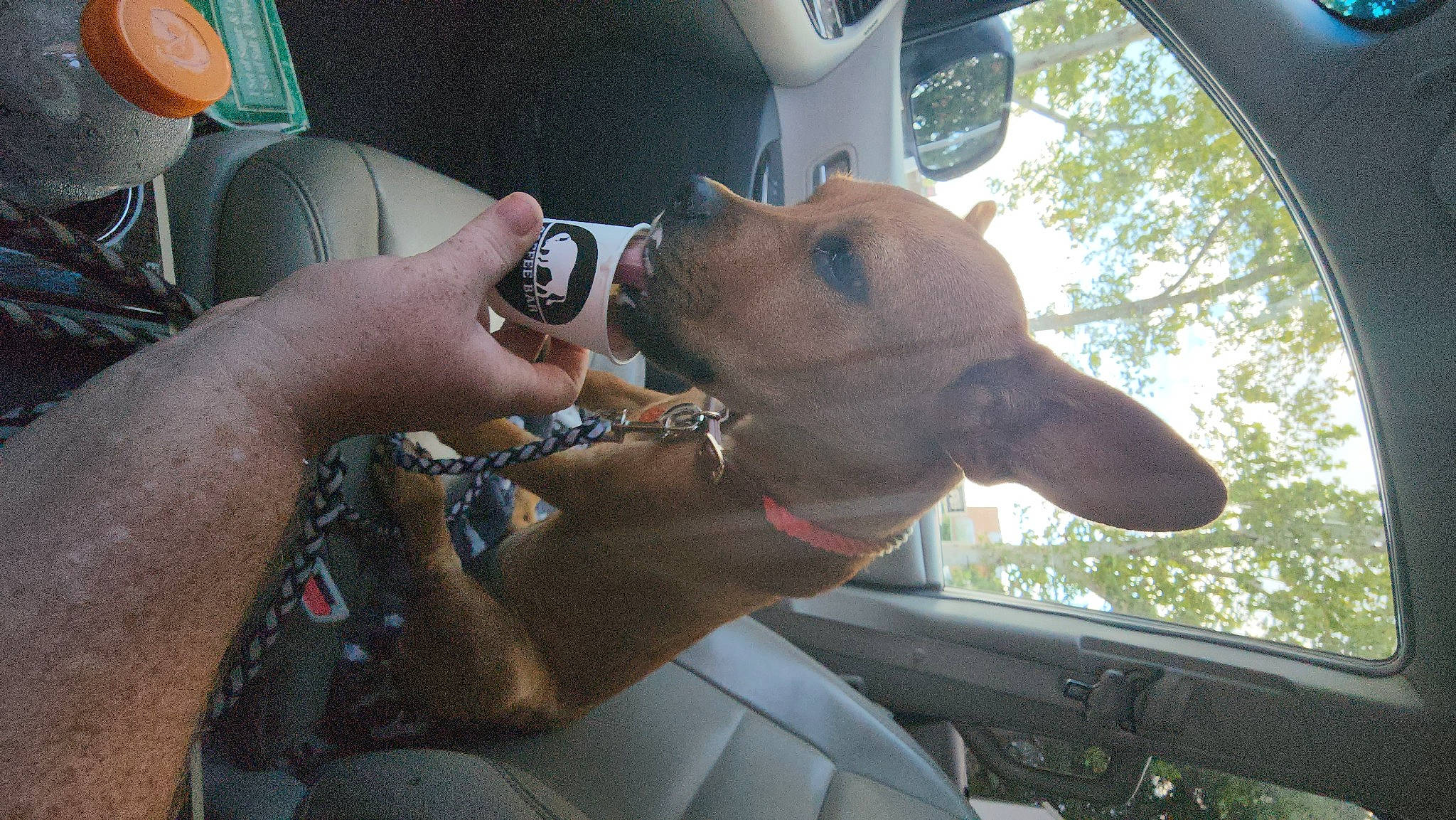 Ariel joined the competition — help win amazing prizes! auto_part, automotive_exterior, automotive_mirror, car, carnivore, collar, companion_dog, dog, dog_breed, eyewear, fawn, motor_vehicle, snout, steering_wheel, sunglasses, vehicle, vehicle_door, vision_care, window, working_animal