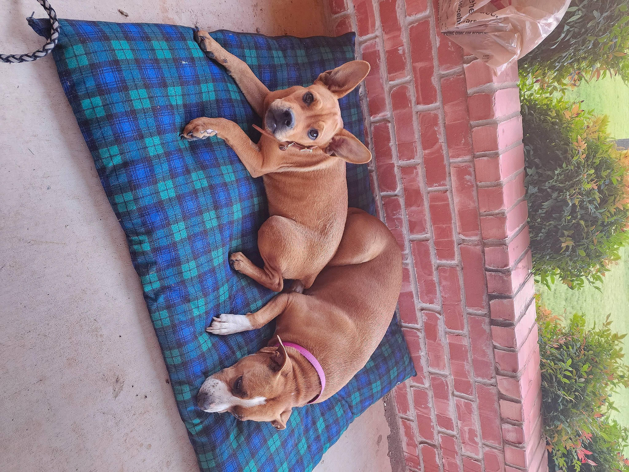 Ariel is registered to the contest to win money with this photo: animation, art, canidae, deer, fashion_accessory, fawn, fictional_character, human_leg, linens, pattern, plant, sleeve, snout, stuffed_toy, tail, terrestrial_animal, textile, toy, visual_arts, working_animal