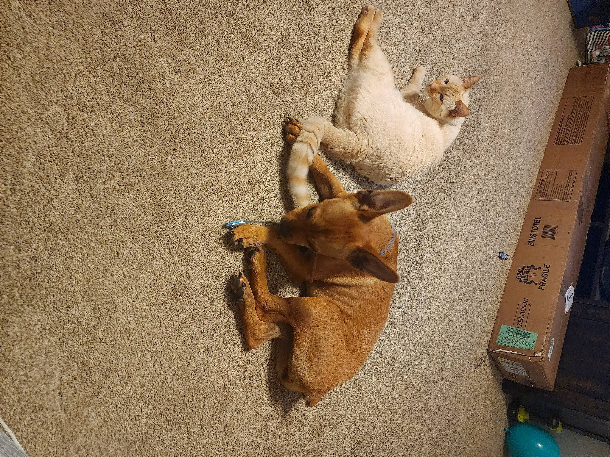 Ariel is registered to the contest to win money with this photo: art, box, canidae, carnivore, cat, dog_breed, fawn, felidae, hardwood, office_ruler, room, ruler, sculpture, shipping_box, small_to_medium_sized_cats, sporting_group, tail, visual_arts, wood, working_animal