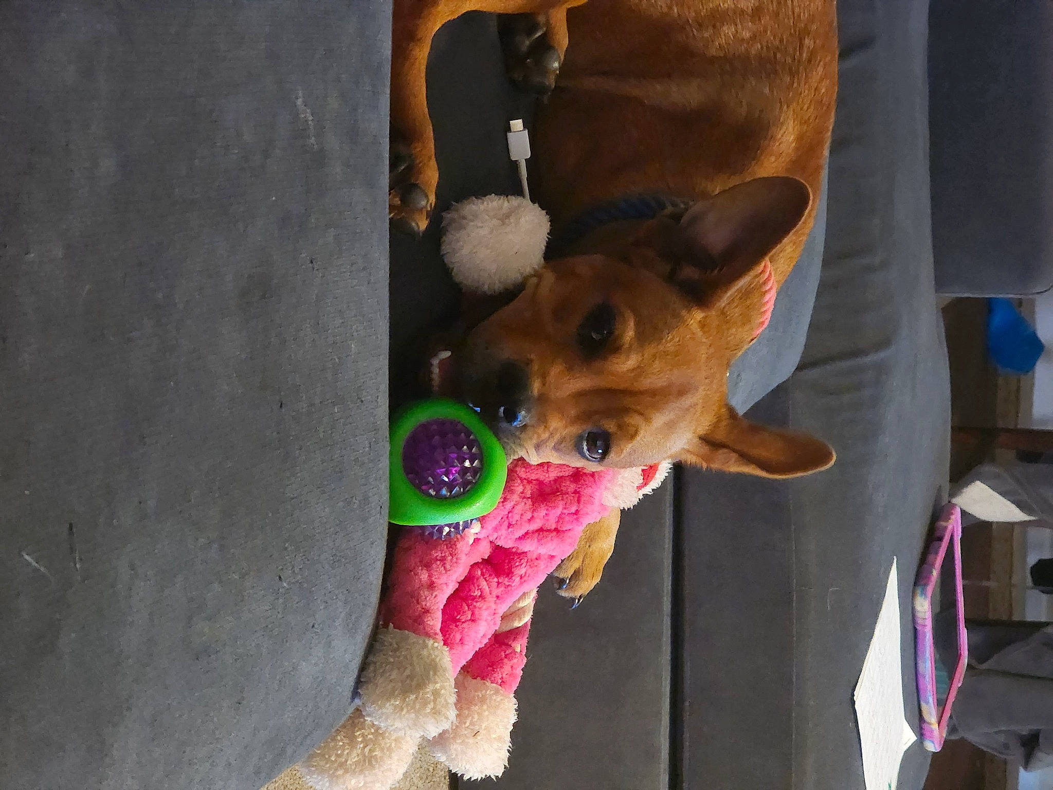 Ariel joined the competition — help win amazing prizes! canidae, carnivore, collar, companion_dog, dog, dog_breed, dog_clothes, dog_collar, dog_supply, ear, fawn, fur, pet_supply, snout, sporting_group, stuffed_toy, toy, toy_dog, whiskers, working_animal