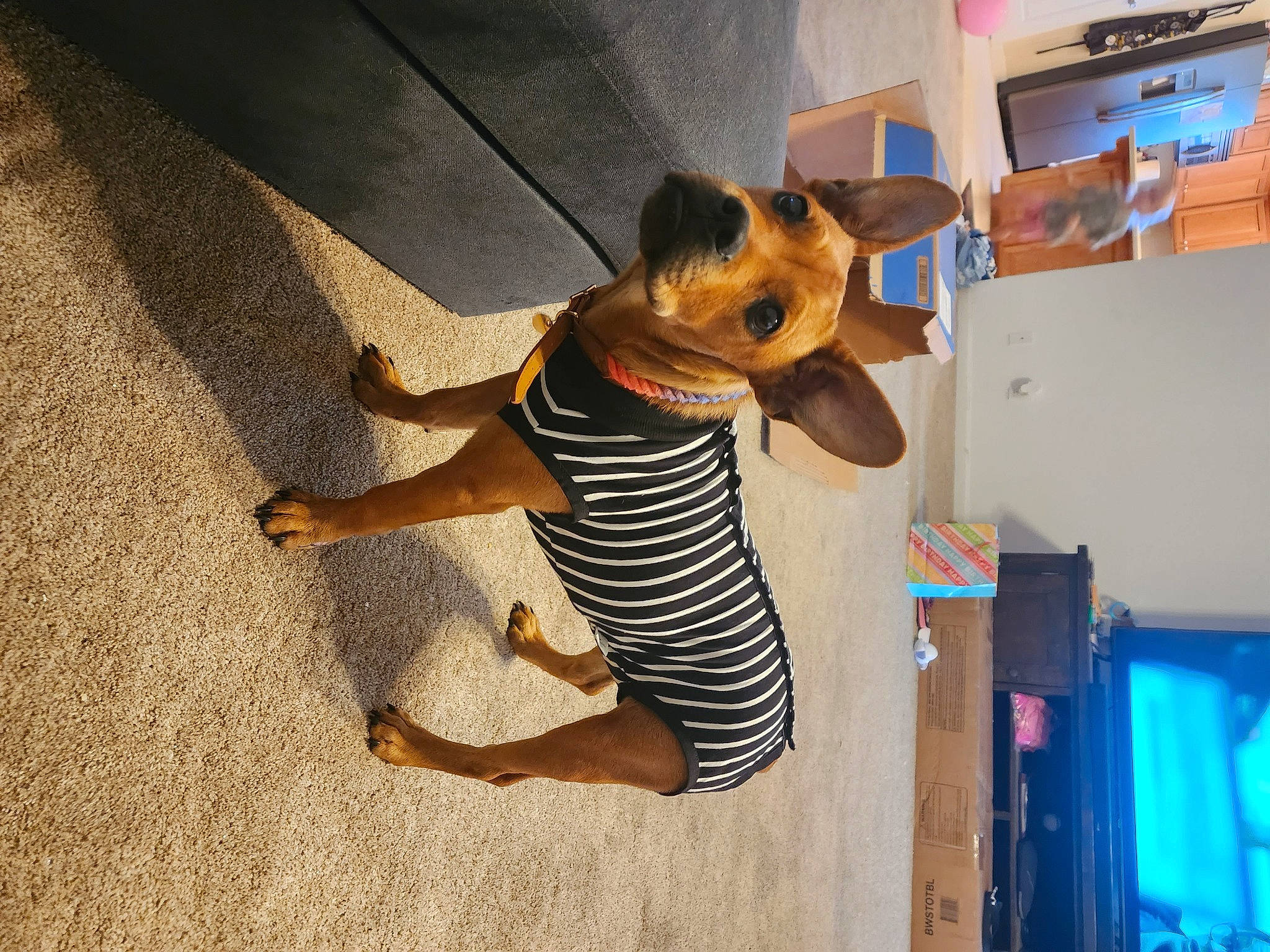 Ariel joined the competition — help win amazing prizes! barefoot, companion_dog, dog_breed, dress, event, fawn, floor, flooring, foot, fun, fur, happy, human_leg, knee, sunglasses, t_shirt, tail, thigh, waist, wood