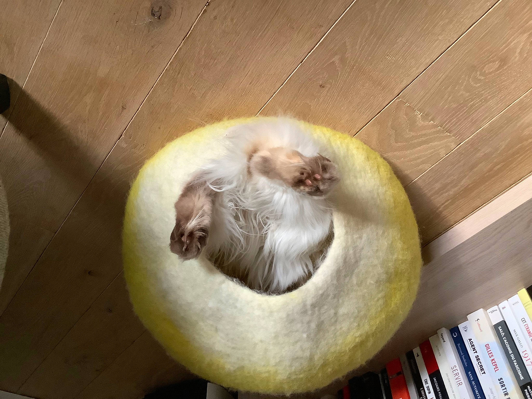 Eden a rejoint le concours — aidez-le/la à gagner de superbes lots ! book, bookcase, carnivore, cat, comfort, felidae, fur, hardwood, kitchen_utensil, marine_mammal, publication, seal, small_to_medium_sized_cats, snout, terrestrial_animal, vegetable, whiskers, wood