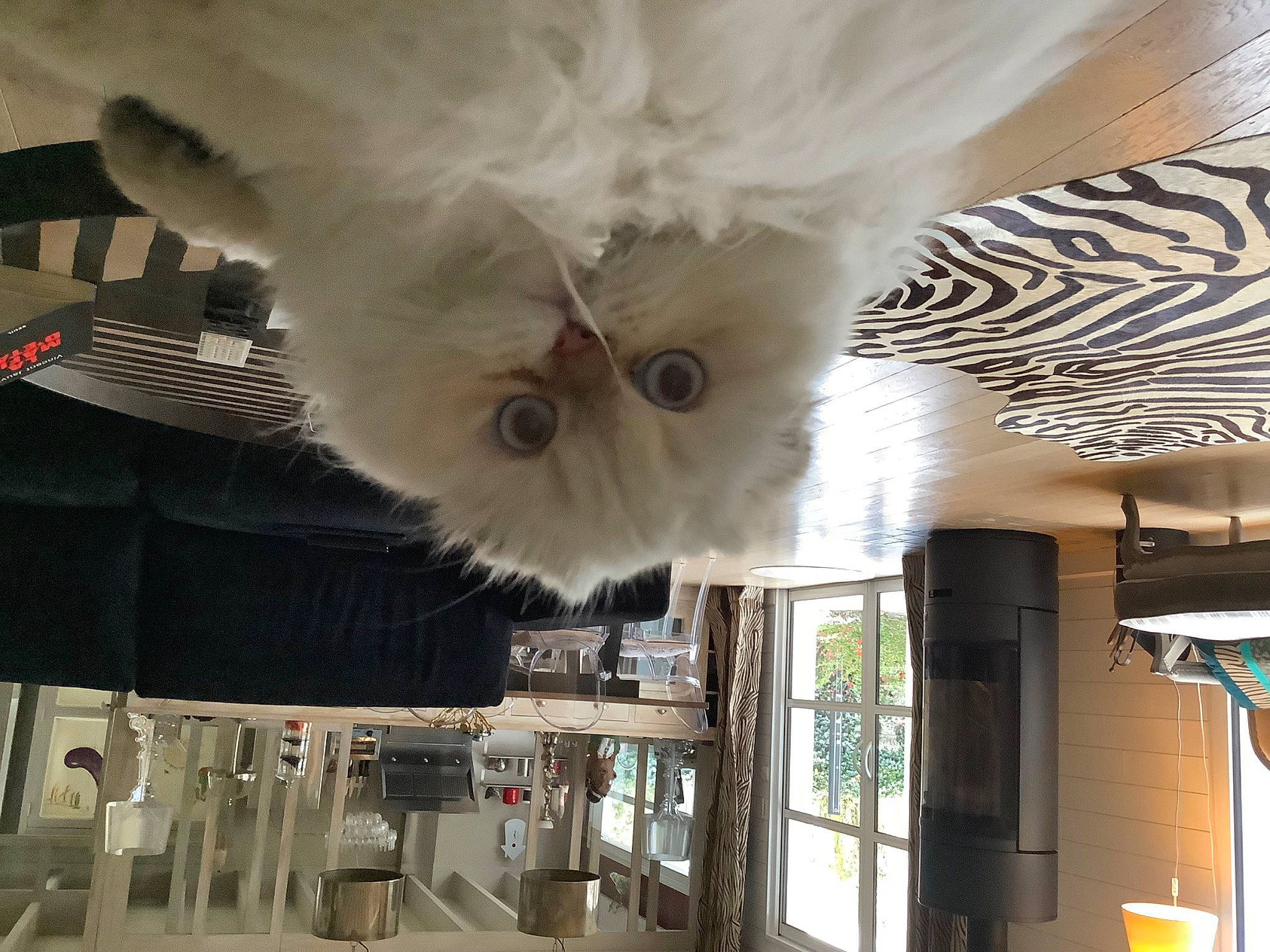 Eden a rejoint le concours — aidez-le/la à gagner de superbes lots ! ceiling, felidae, fur, glass, green, house, lampshade, light, plant, room, shade, sky, small_to_medium_sized_cats, snout, tire, tree, whiskers, white, window, wood