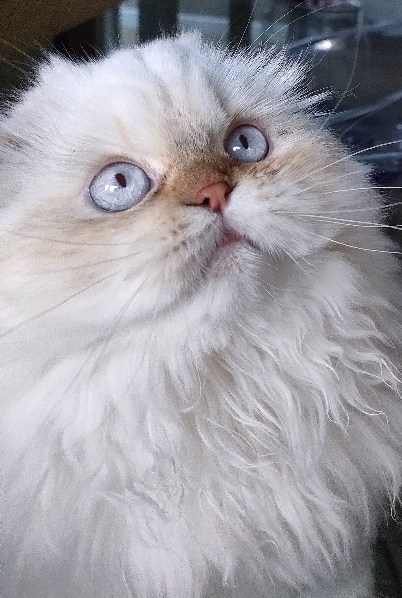 Eden participe au concours pour gagner de l'argent avec cette photo : british_longhair, carnivore, cat, fawn, felidae, fur, persian, small_to_medium_sized_cats, snout, terrestrial_animal, vegetable, whiskers