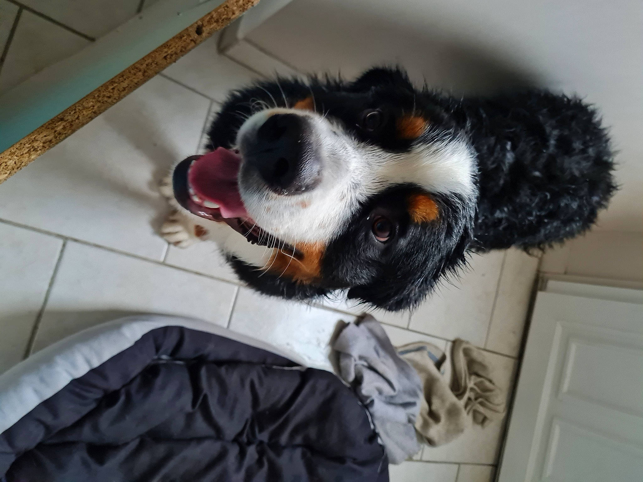 Kooky participe au concours pour gagner de l'argent avec cette photo : bernese_mountain_dog, canidae, carnivore, companion_dog, dog, dog_breed, dog_collar, dog_supply, fur, home_door, paw, pet_supply, snout, sporting_group, tongue, vertebrate, whiskers, working_animal, working_dog