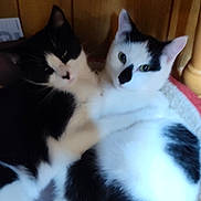 Skully And Ringtail joined the competition — help win amazing prizes! abyssinian, angora, animal, bed, bedroom, blackcat, bodypart, cat, chair, couch, furniture, indoors, kitten, manx, mouth, person, pet, room, siamese, sleeping