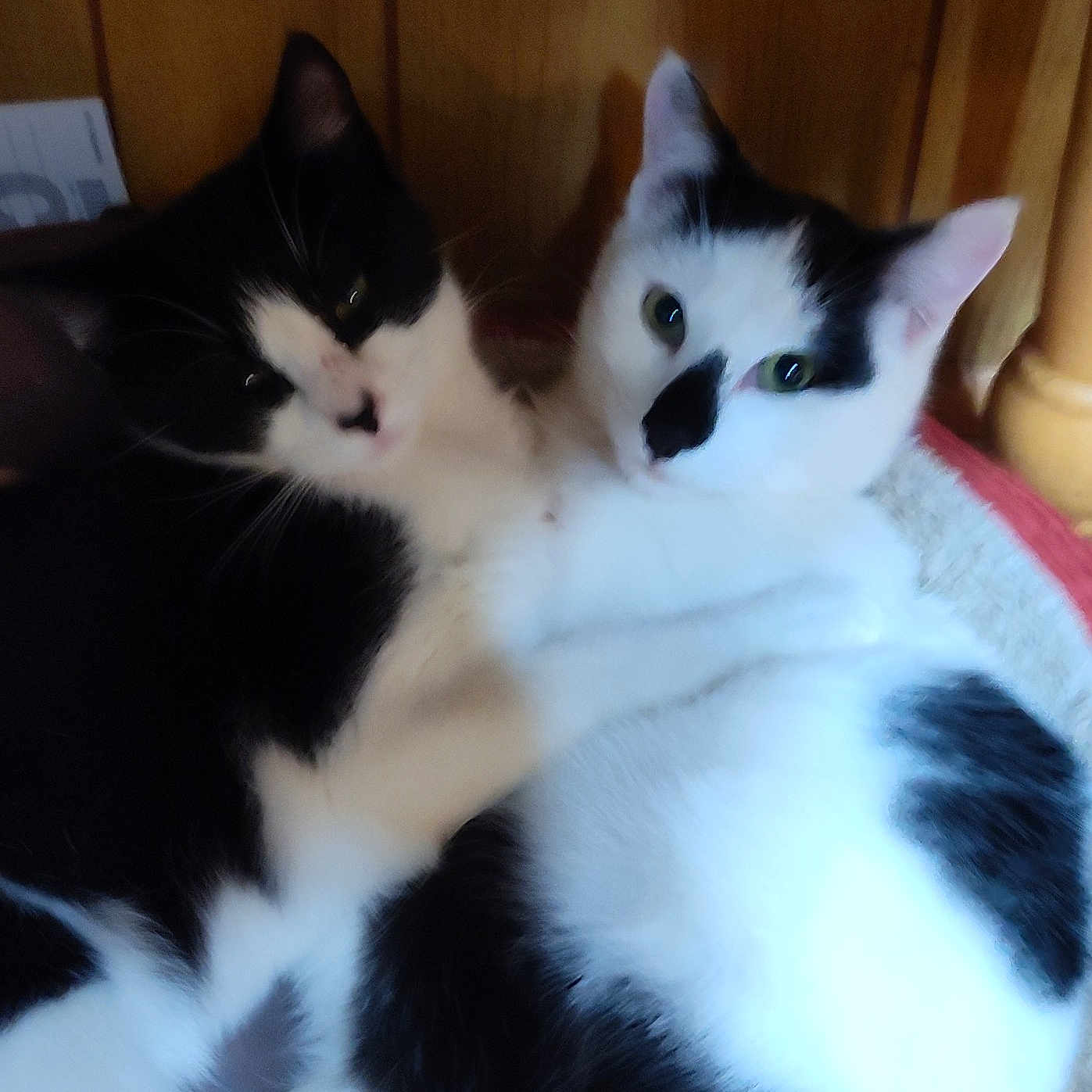 Skully And Ringtail joined the competition — help win amazing prizes! abyssinian, angora, animal, bed, bedroom, blackcat, bodypart, cat, chair, couch, furniture, indoors, kitten, manx, mouth, person, pet, room, siamese, sleeping