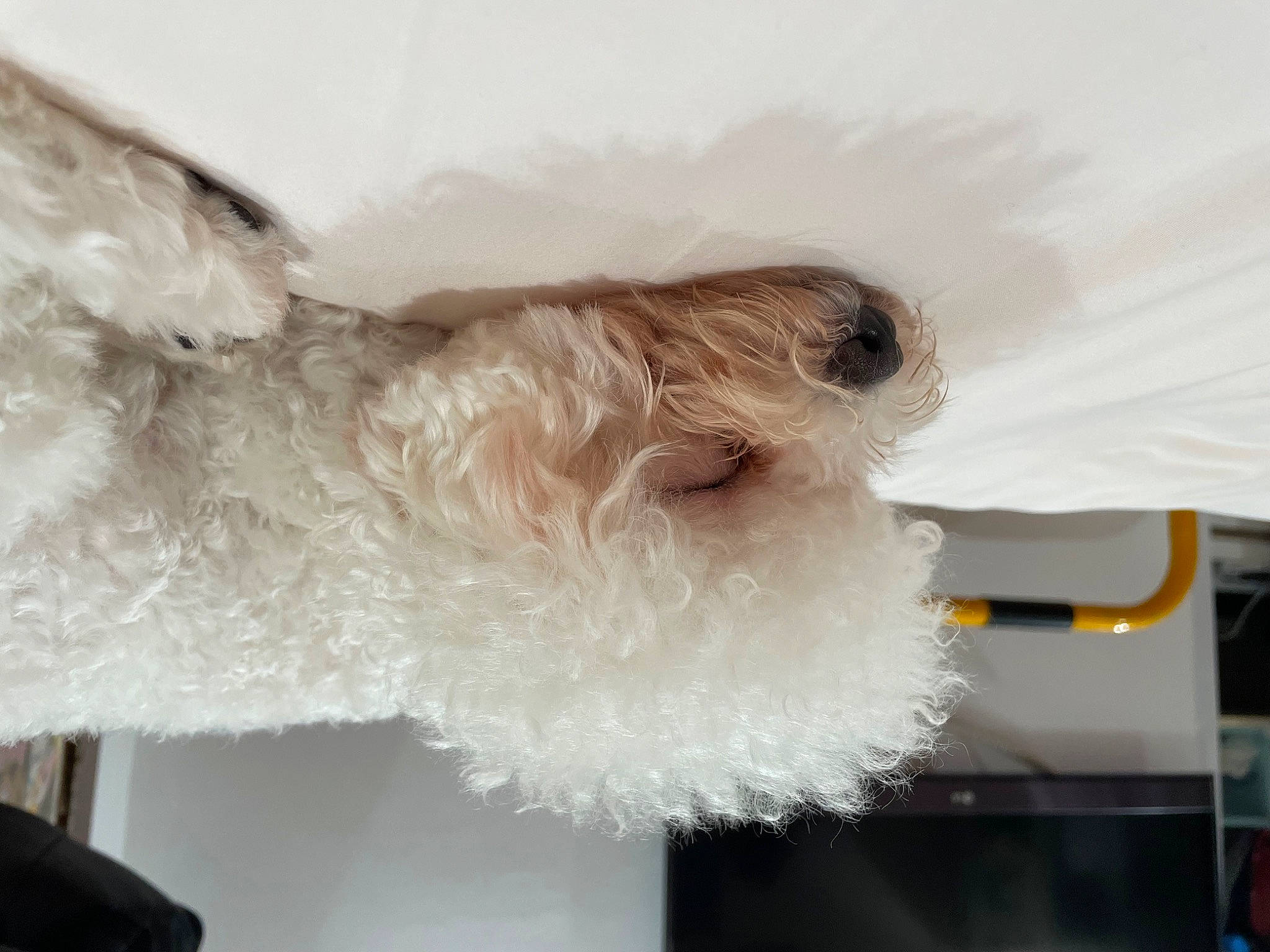 Lady joined the competition — help win amazing prizes! beard, canidae, carnivore, collar, companion_dog, dog, dog_breed, dog_collar, feather, felidae, fur, linens, room, small_to_medium_sized_cats, snout, sporting_group, tail, terrier, toy_dog, wool