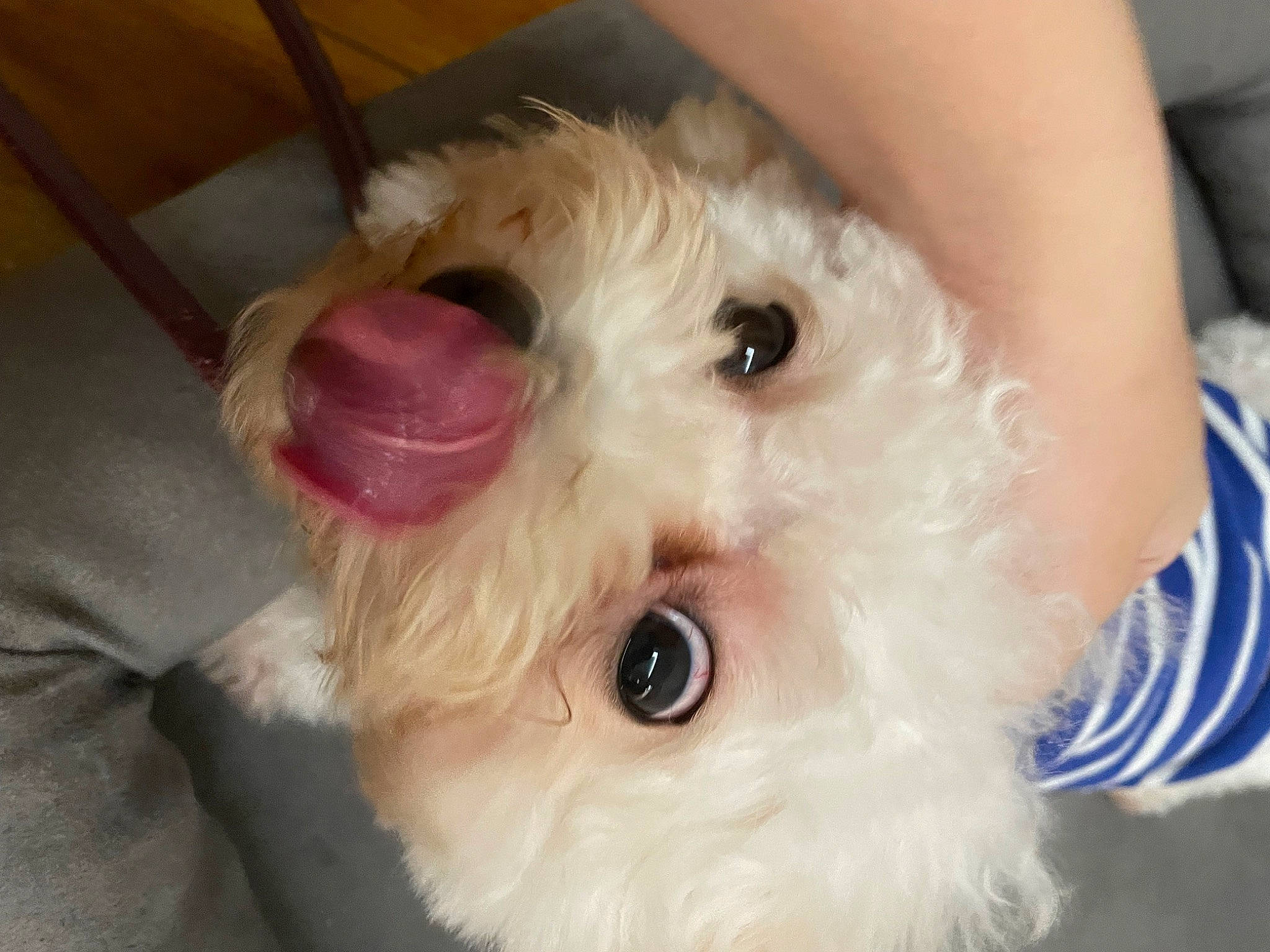 Lady is registered to the contest to win money with this photo: carnivore, companion_dog, dog, dog_breed, dog_supply, ear, eye, fawn, fur, head, iris, nose, pet_supply, snout, sporting_group, stuffed_toy, toy, toy_dog, whiskers, working_animal